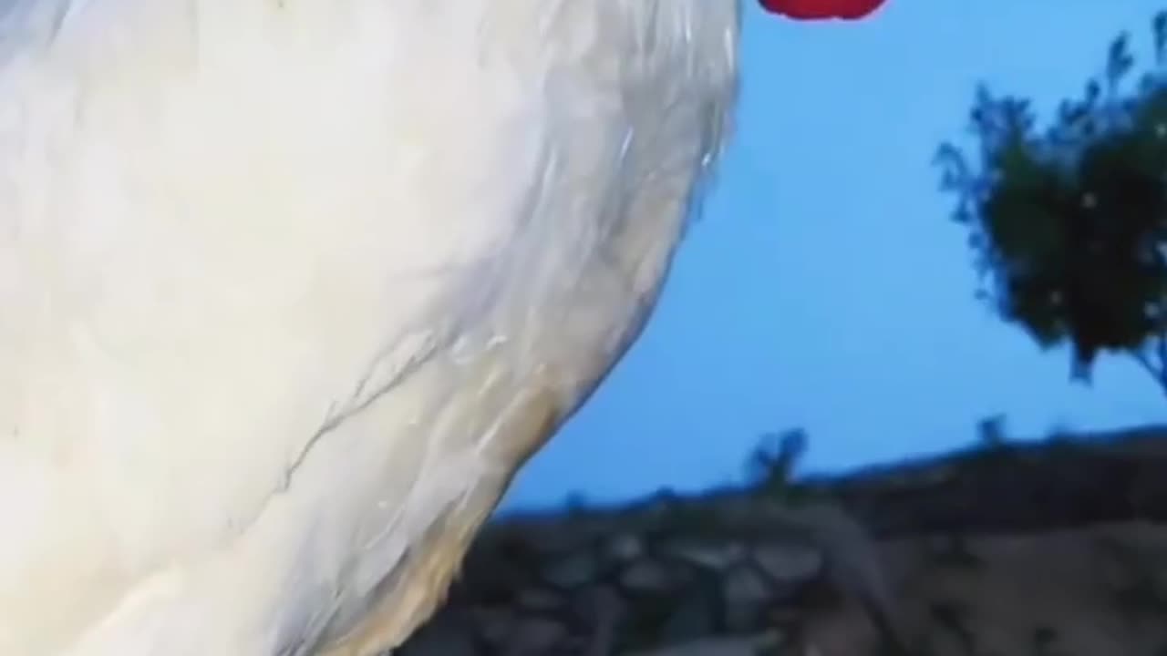 Isn't that cute