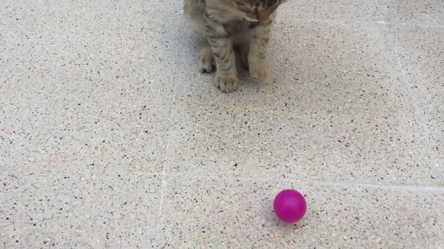 Cat reaction when hearing the sound of a plastic ball