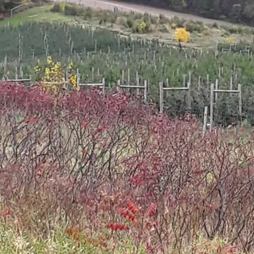 Galesville, Wisconsin Apple trees and the Fall colors. Hebrews 13:15