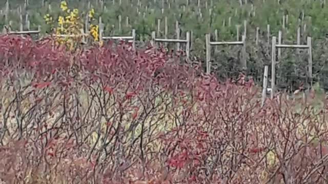 Galesville, Wisconsin Apple trees and the Fall colors. Hebrews 13:15