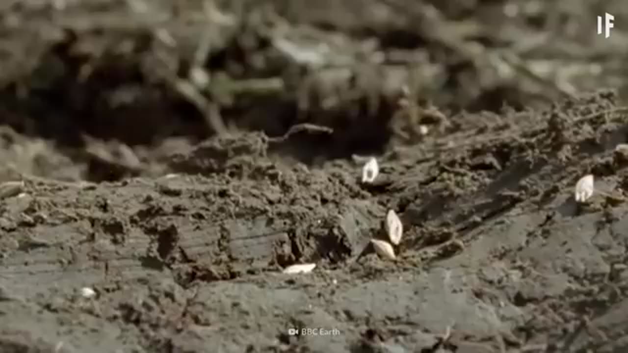 Earth evoloution in 10 miniutes