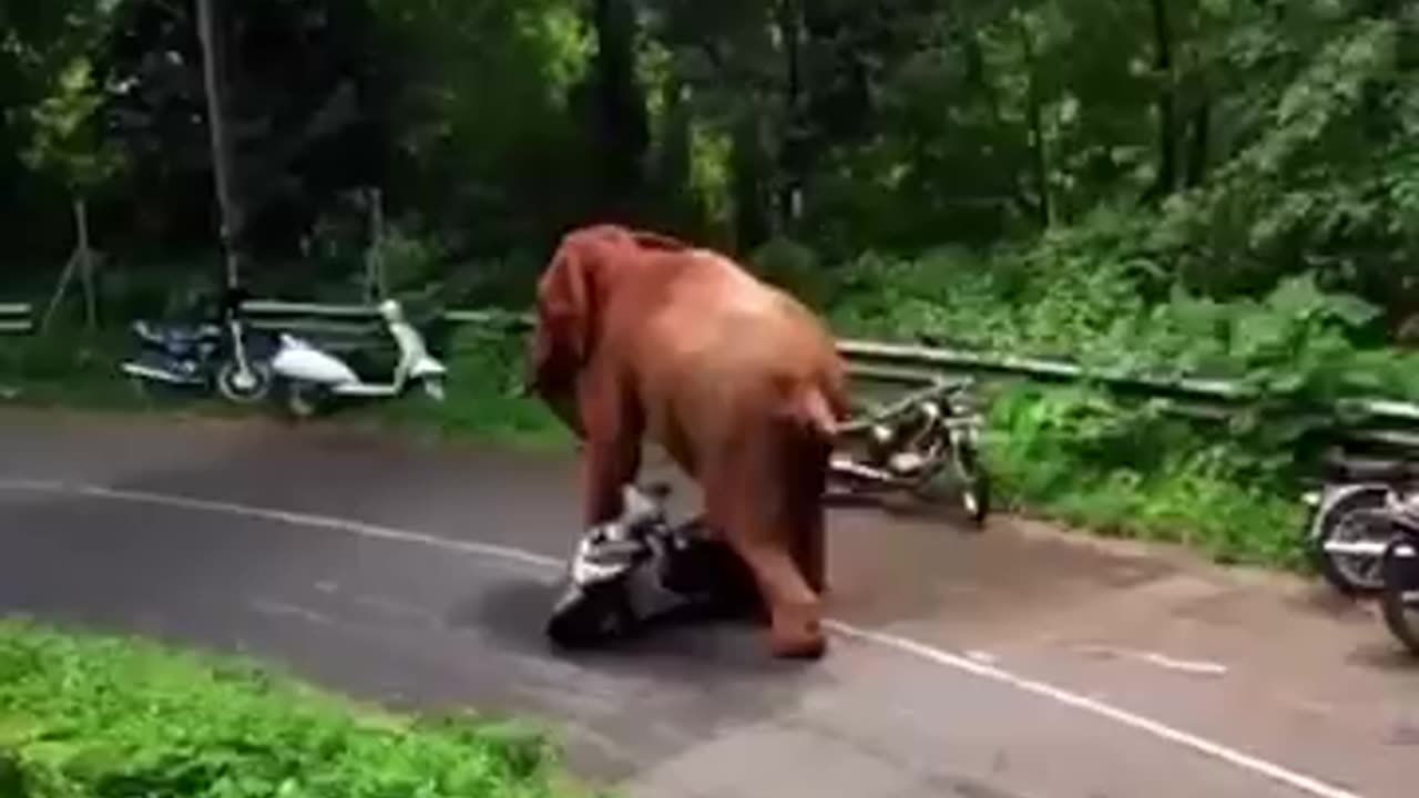 Elephant rage