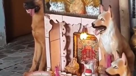 Funny animals, Funny animals Hub, funny animals give positive vibes 😄✨😀, remove stress 😉😄