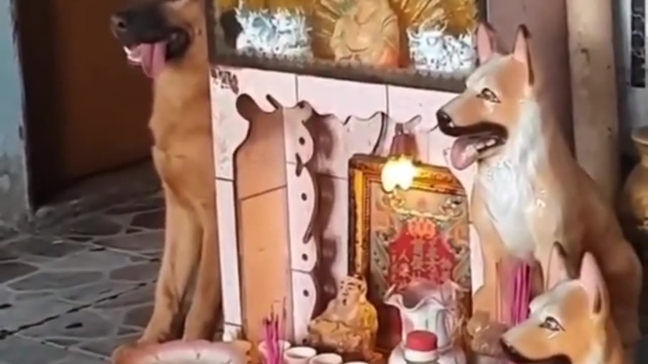 Funny animals, Funny animals Hub, funny animals give positive vibes 😄✨😀, remove stress 😉😄