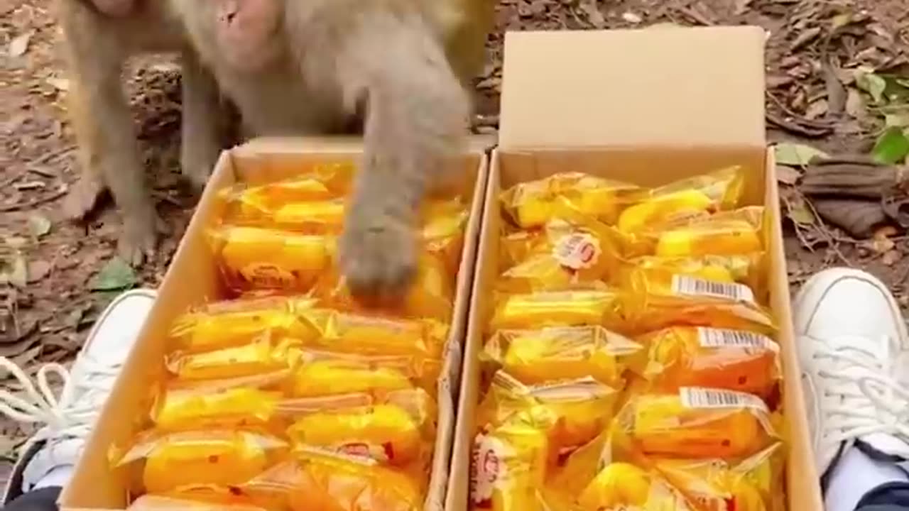 🐵Daily Funny Animals & Cute Pets Viral Videos😂 | Animals LOL Moments