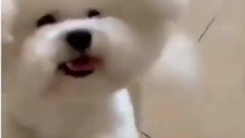 Funny Dogs Dancing Grooving