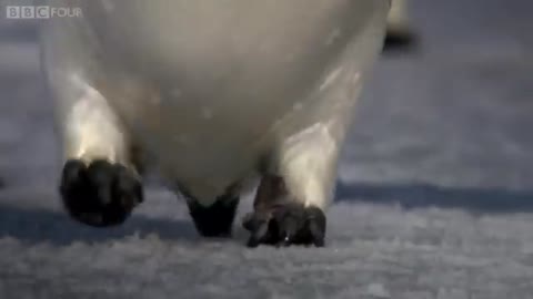 How does a penguin launch itself from the sea