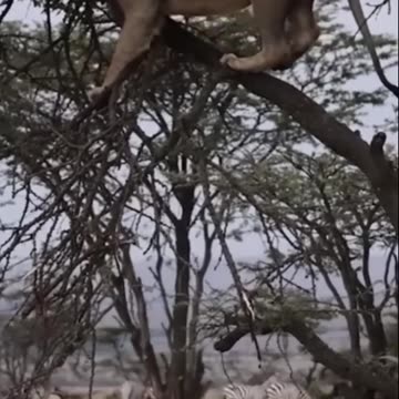 Buffalo fight back lion part 1