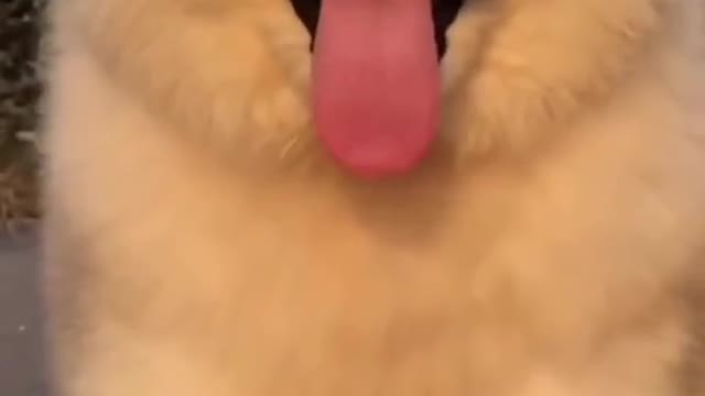 cute and adorable dog part 4