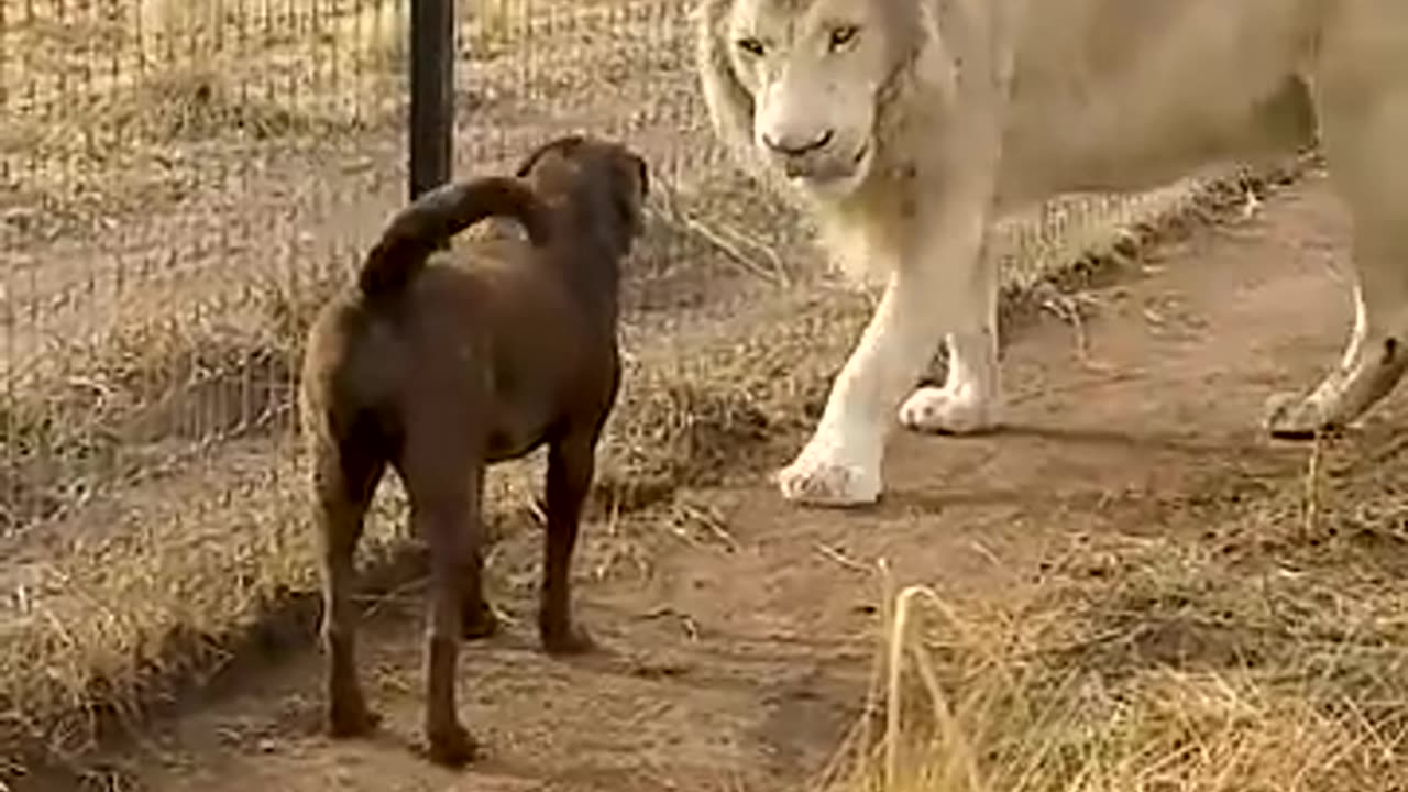 Cute Lion Gives Smooches to Puppy's Paw!