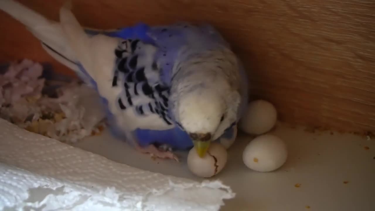 Watch 5 baby budgies growing day by day5