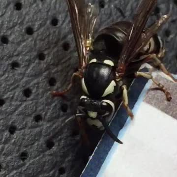 Yellow Jacket Wasp Grooming Itself