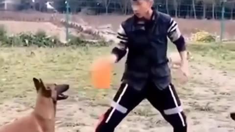 Dogs Training as fighting