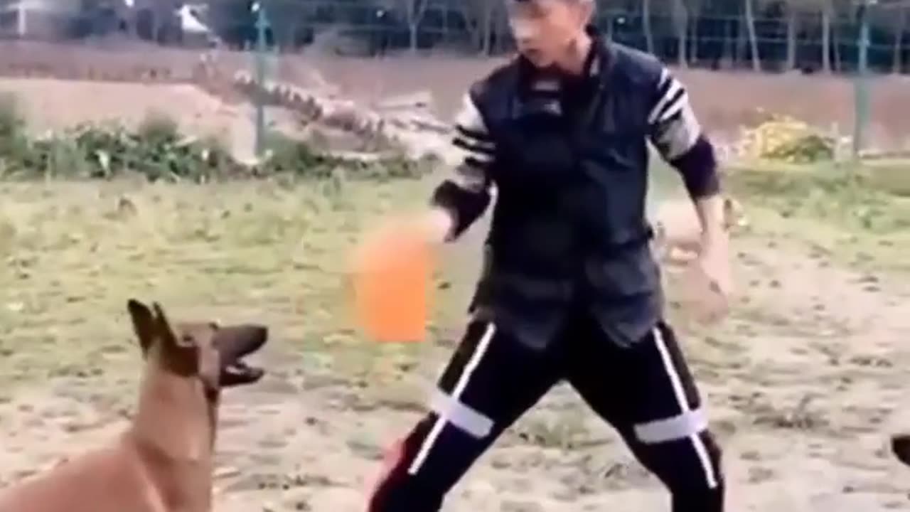 Dogs Training as fighting