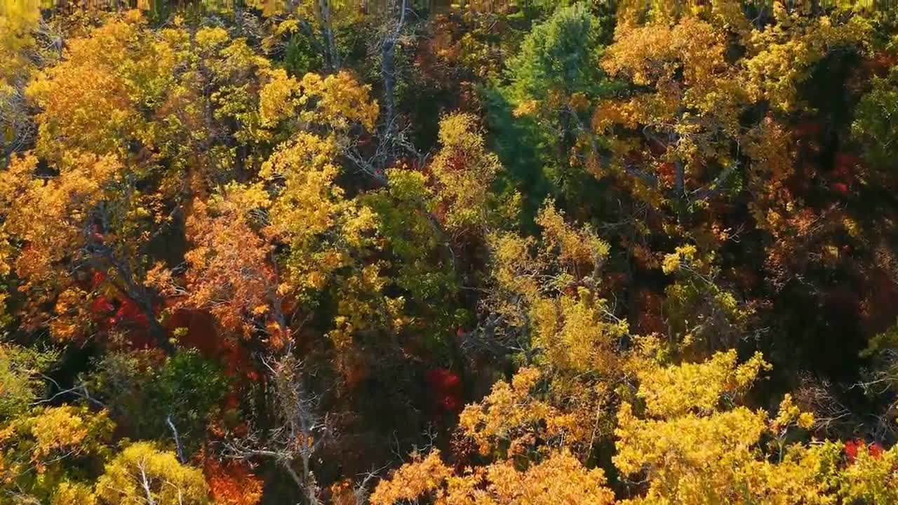 Enchanting Autumn Forests with Beautiful Piano Music