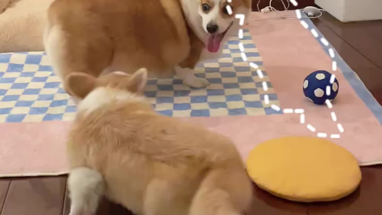 Hilarious Moment Caught on camera
