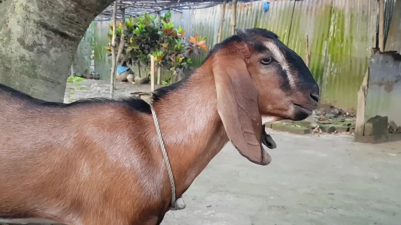 My Cute Red Goat Real Sound Loudly _ Goat Screaming Loudly At Our Home