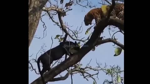 Blacky fights with the leopard on the tree