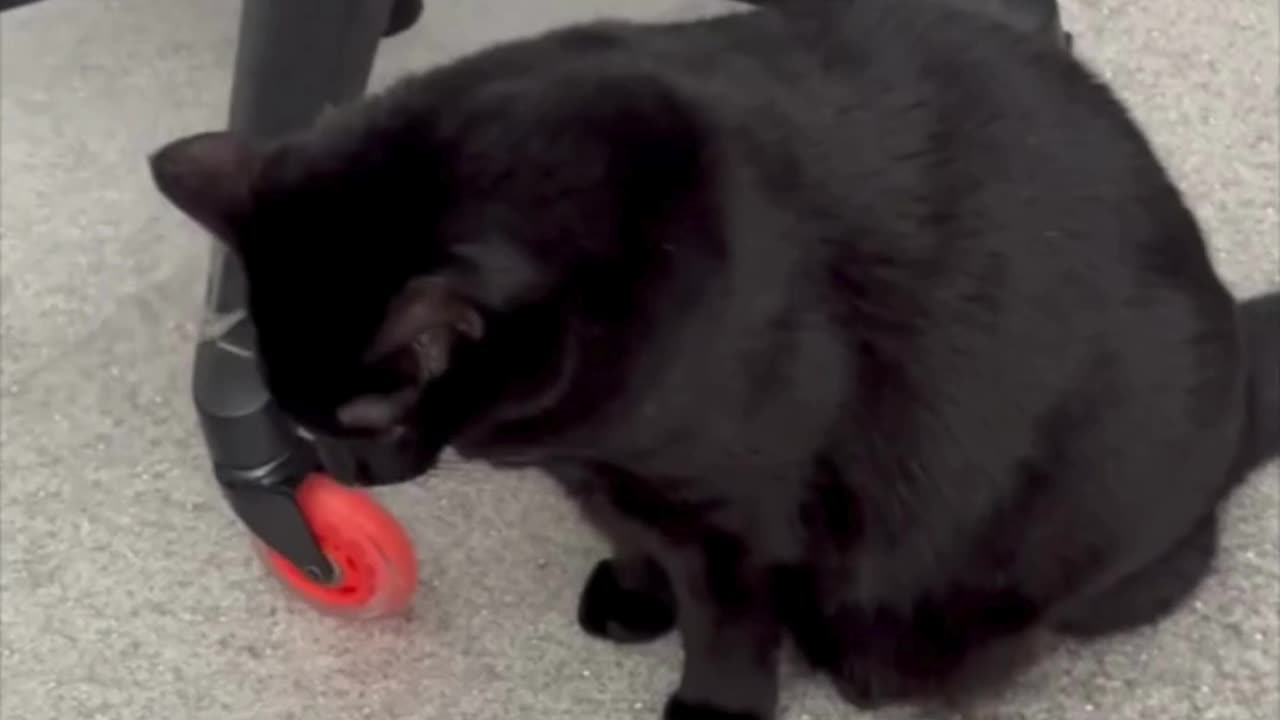 Cute Precious Piper Inspects the Office Chair - Adopting a Cat from a Shelter Vlog #shorts