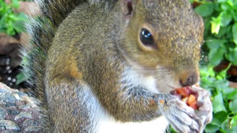 Beautiful squirrel 1