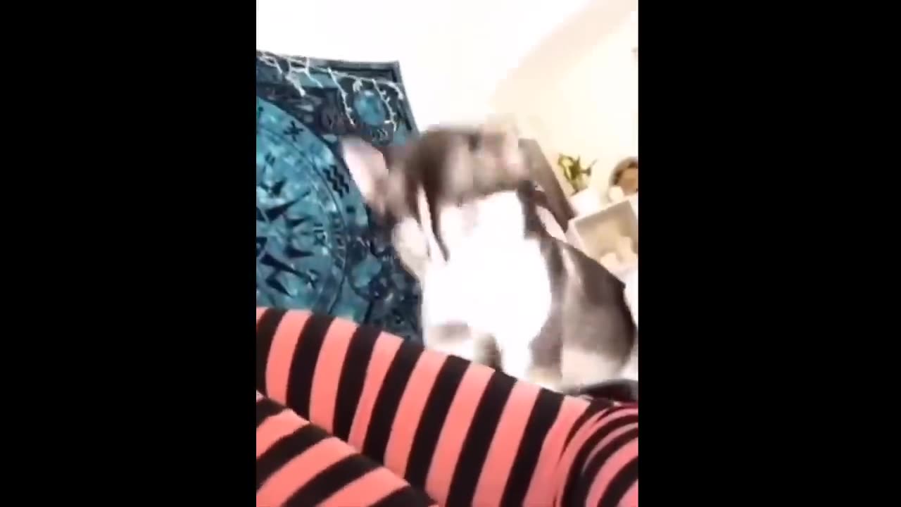 Try Not To Laugh Dogs And Cats