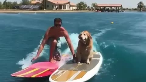 Golden Retriever Catches Waves: Surfing Sensation 🏄‍♂️🐶