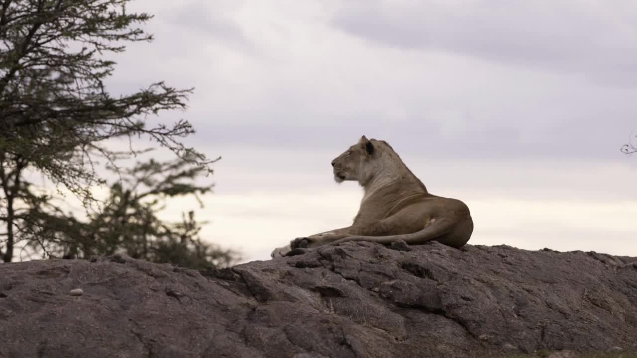 Lioness Resting on Rock 05