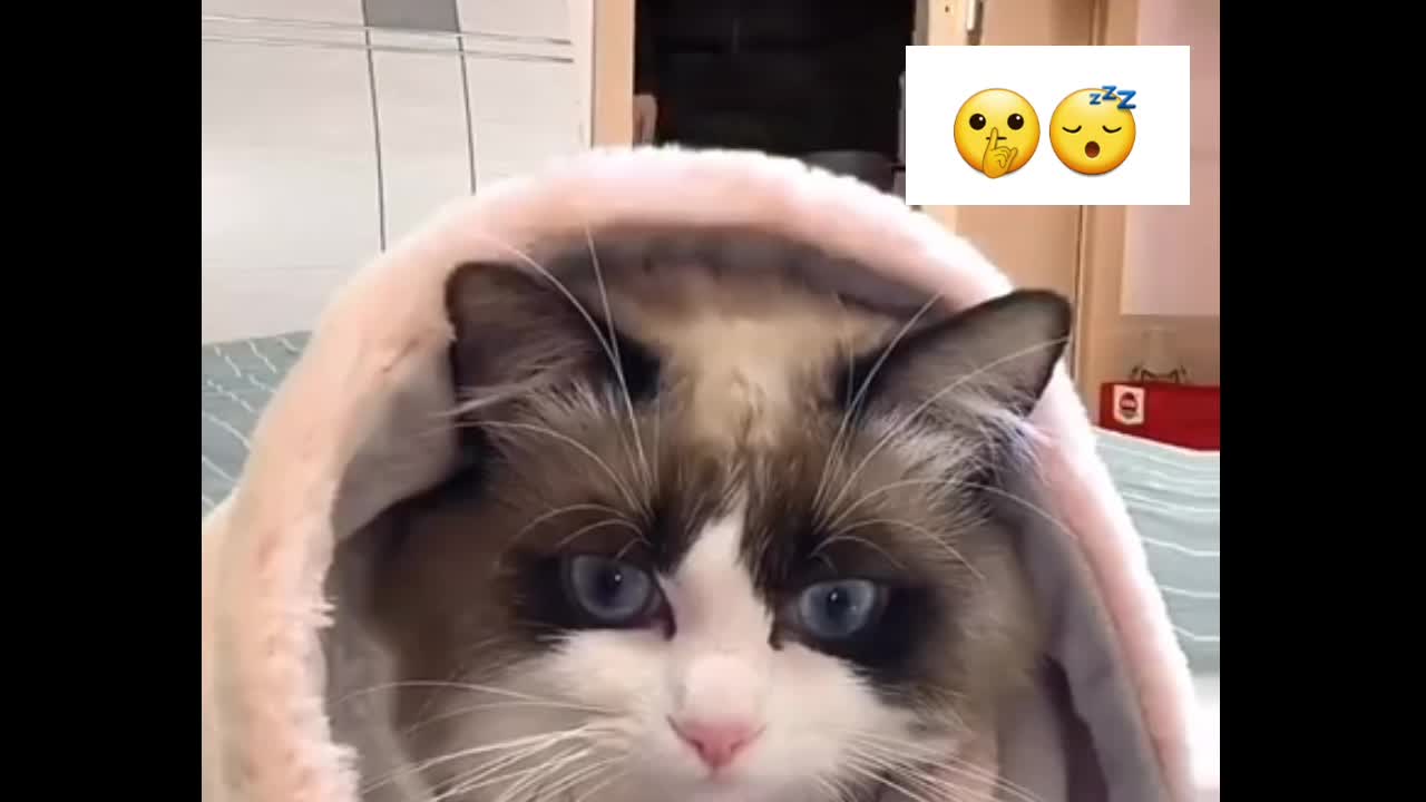 Very funny cat video 😂