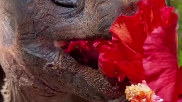 I can't believe a turtle eats flowers. I thought he ate meat