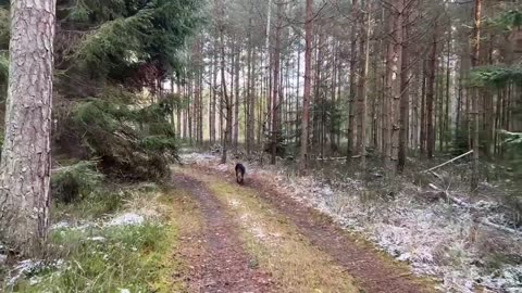 59 Návrat do lesa. Ztraceno v překladech. Hledejte sami.