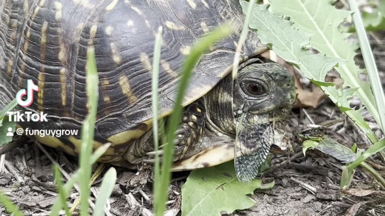 Box Turtle Meal