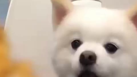 Funniest Dogs will make you laugh all day long || Pet City
