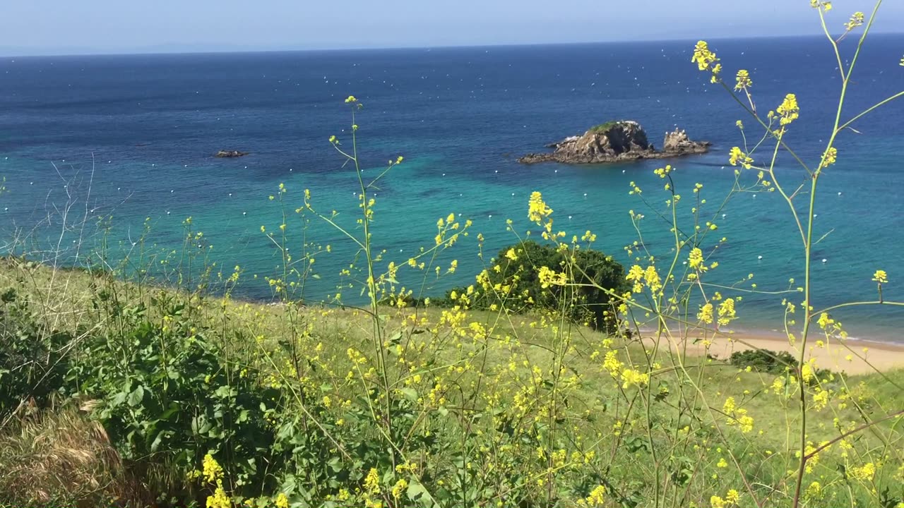 YELLOW FLOWERS covered deserted island... LIKE A DREAM