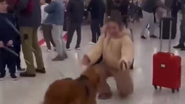 Dog reunites with its owner at airport