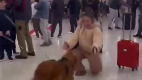 Dog reunites with its owner at airport