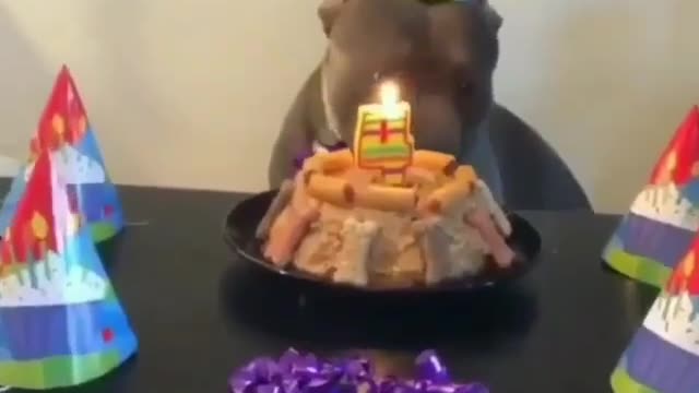 dog birthday