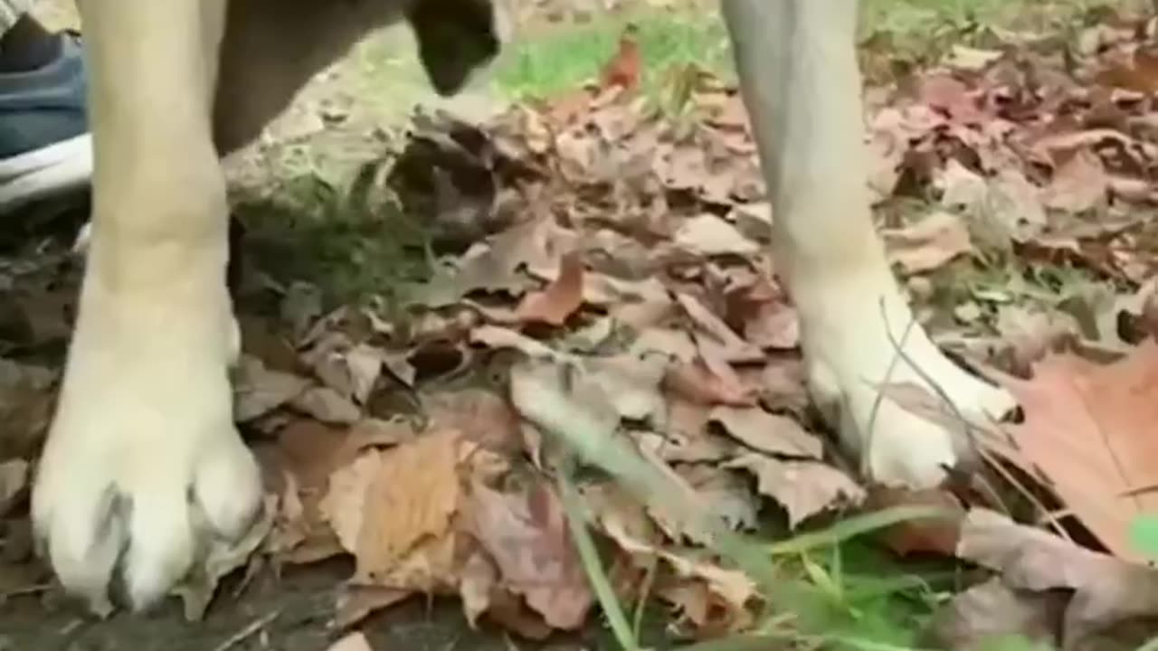 Laughing paws