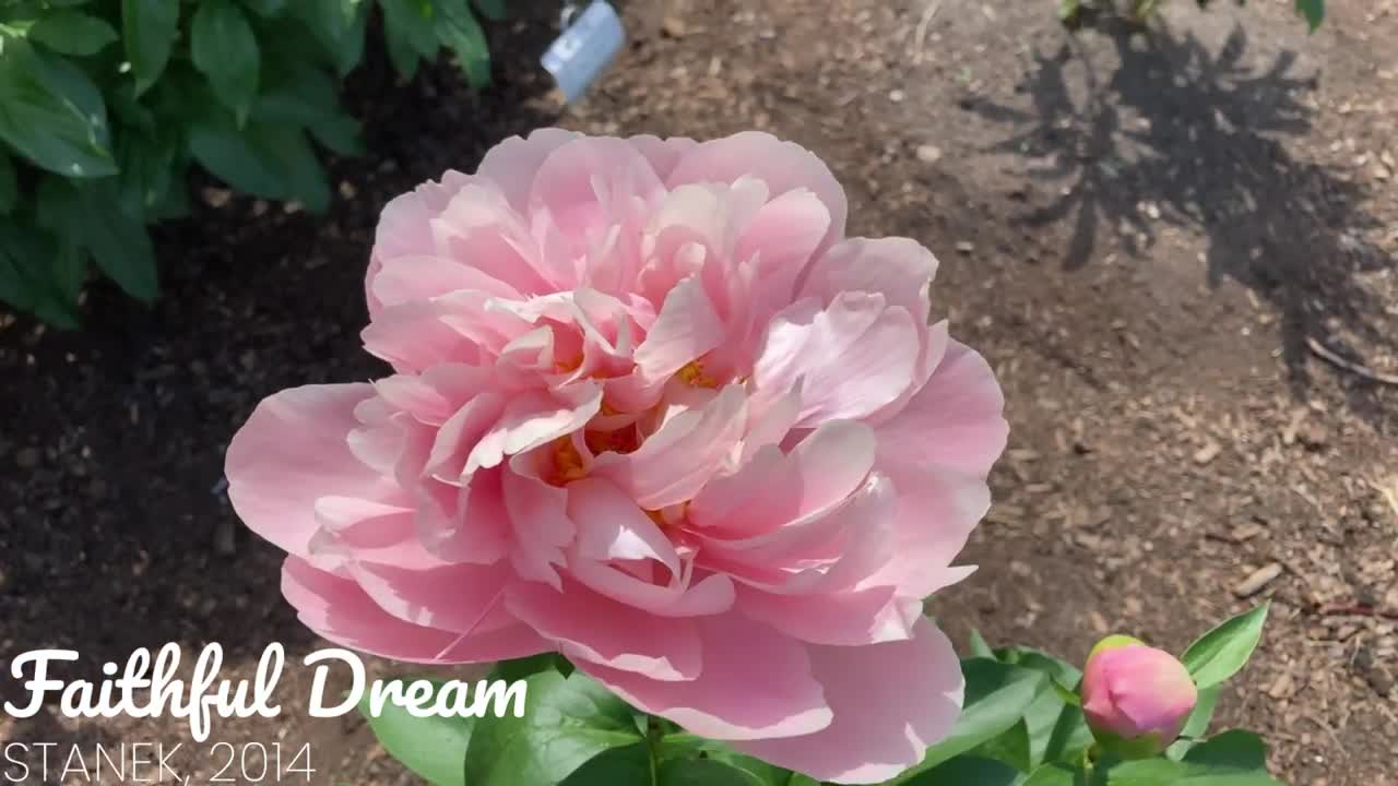 Canadian Peony Society Virtual Show