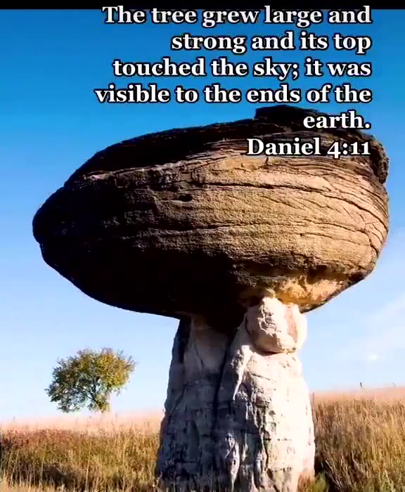 Ancient trees that are right in front of you