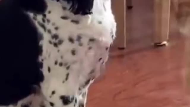 cute and funny animals