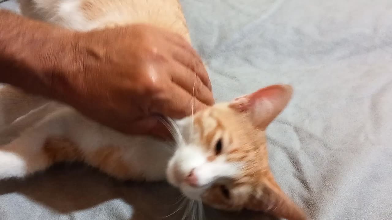 Petting Garfield's kitten, You will enjoy seeing a special cat massage