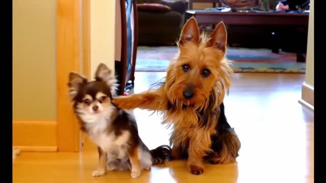 Best footage of funny dogs