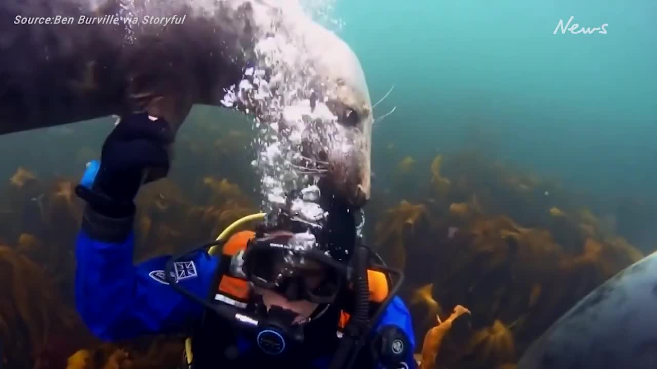 Diver plays with seals who compete for his attention