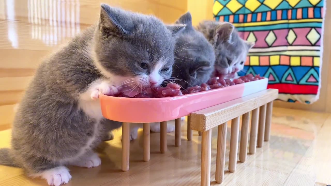 The small dining table is ready for dinner# Record your pet's daily life