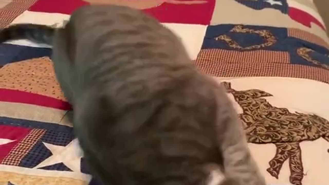 Cat Meowdy Video | Credit catsdoingthings