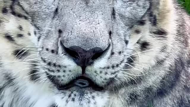 I mean look at this snow leopard...
