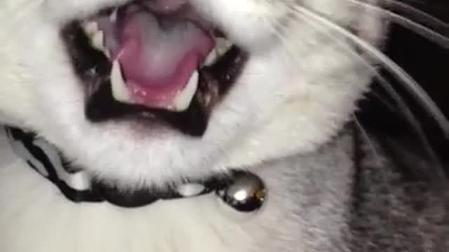 Gato vocal adora charlar con humano