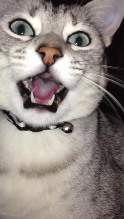 Gato vocal adora charlar con humano