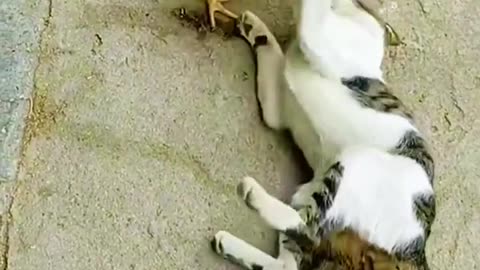 Funny video animals