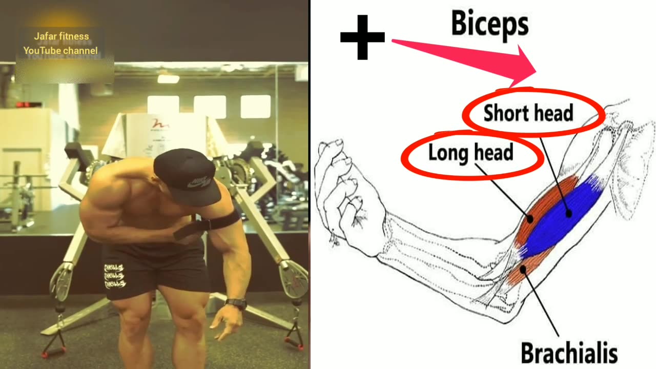 bicep workout kaisi workout at gym baisap workout bicep workout dumbbell gym paise per